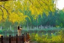 预测足球比分的方法-揭秘足球比分预测，科学方法与实战策略全解析